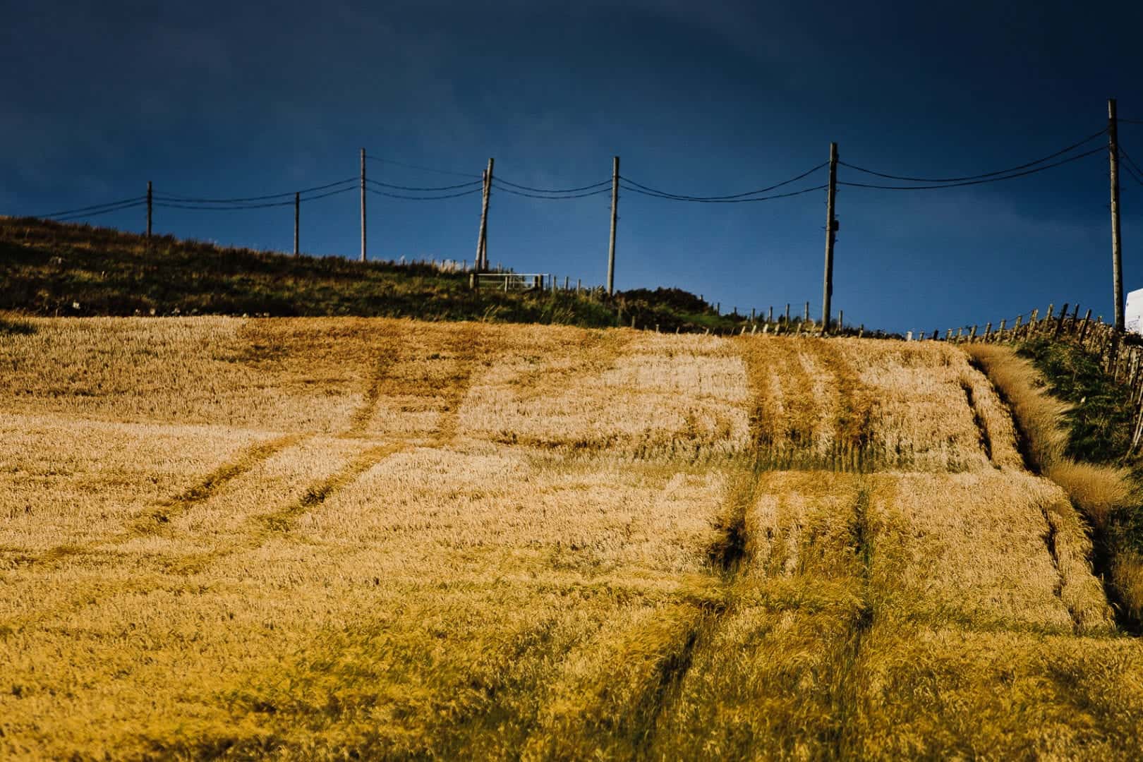 islay barley growing for bruichladdich distillery